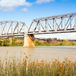 Photograph of the Murray River with a railway bridge crossing the river and reeds growing in the foreground.