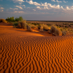 Photograph of red sand dunes and spinifex in the arid shrublands.