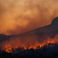 Bushfire and Distribution